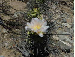 Tephrocactus aoracanthus VG-1853 - 5 семян