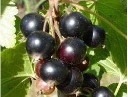 Нежданчик (смородина черная)