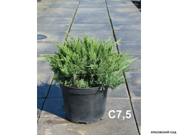 Можжевельник казацкий Тамарисцифолиа - Tamariscifolia