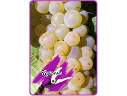 Шардоне (укоренённый черенок)