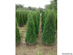 Туя Пирамидалис Компакта - Pyramidalis Compacta