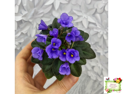 Rob's Twinkle Blue (R.Robinson)