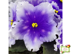 Dn-Огни Бродвея (Д. Денисенко) 2020 г.