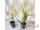Кротон ‘ Кисть Пикассо’ / Codiaeum variegatum Picasso’s Paintbrush