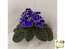 ЛЕ-Прекрасная Креолка (Е. Лебецкая) 2009 г