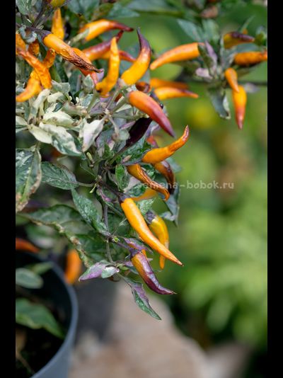 Перец острый Indonesian x Sweet Sunshine, 10 шт