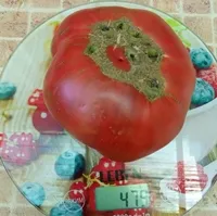 Полярная звезда (Поларис)
