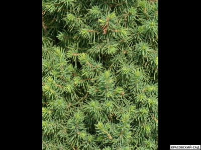 Ель сизая Перфекта - Perfecta