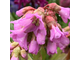 Bergenia stracheyi