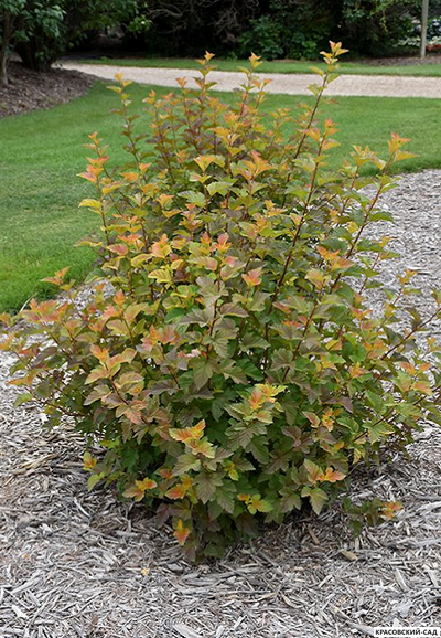 Пузыреплодник калинолистный Эмбер Джубиле купить в красовский-сад.рф с доставкой