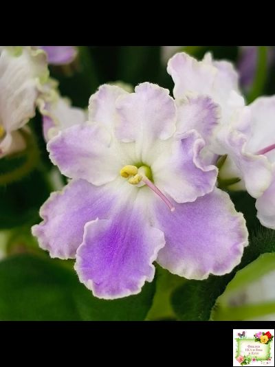 LV-Цветы для Любимого (Л. Шевелева) 2025 г. трейлер (клакамасный лонг)