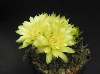 Gymnocalycium andreae VG-466 - 5 семян