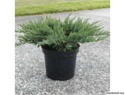 Можжевельник казацкий Там Ноу Блайт - Tam No Blight