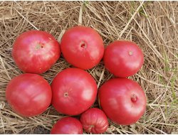 Томат Лидия Боровая