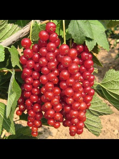 Ред лейк (красная смородина), 2года, ЗКС