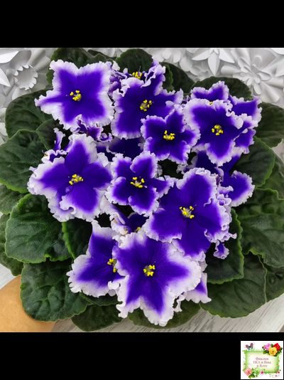 Dn-New Star (Д. Денисенко) 2019 г.