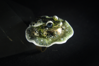 "Крылатая Мара, царевна Туманной топи", фэнтези-кольцо с жемчугом и лягушкой