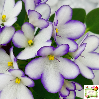 2А-Проба Пера (Е. Кольцова) 2024 г. (детка)