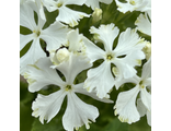 Primula sieboldii Aoyagi Zome