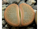 Lithops hookeri v.subfenestrata C175 (MG-1616.68)