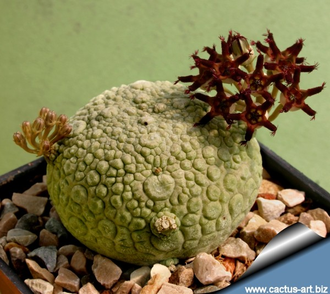 Pseudolithos migiurtinus - 3 семени