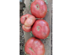 Томат Черный как уголь (Noire Charbonneuse, Канада)