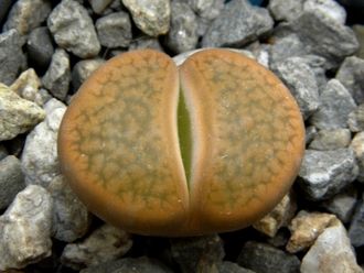 Lithops hookeri v.subfenestrata C175 (MG-1616.68)