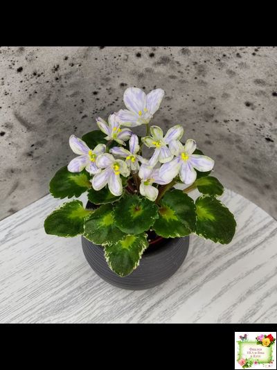 ЛЕ-Лунный Жемчуг (Е. Лебецкая) 2020 г. (пестролистный гёрл)