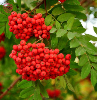 "Лист рябины " вайнеры и каттеры