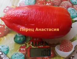 Перец сладкий Анастасия