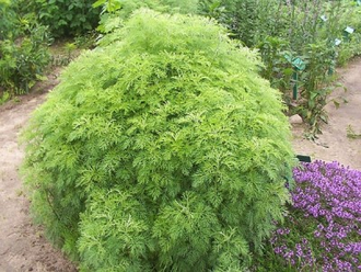 Полынь лимонная (Artemisia balchanorum), трава (5 мл) - 100% натуральное эфирное масло