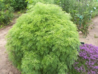 Полынь лимонная (Artemisia balchanorum), трава, Крым (5 мл) - 100% натуральное эфирное масло