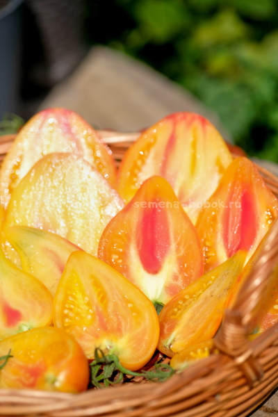 Томат Апельсиновое Манго, 10 шт