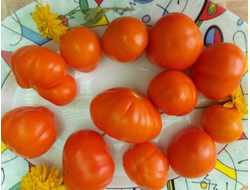 Томат Лампа Алладина