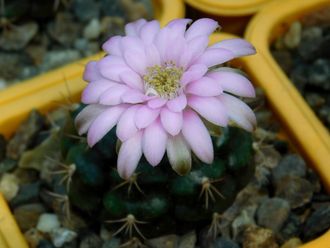 Gymnocalycium bruchii v. niveum VG 536