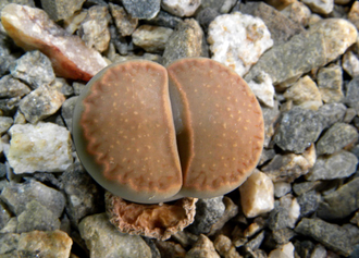 Lithops hallii - 10 семян