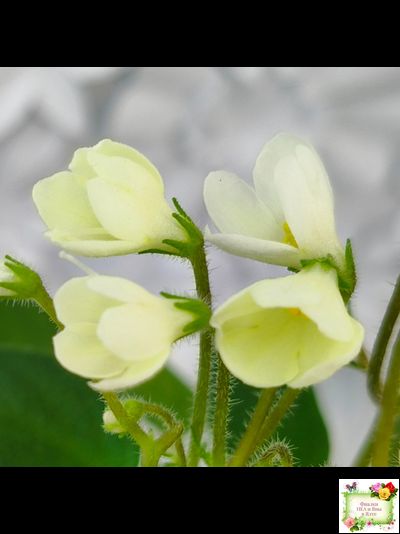 Chantaspring (R. Р. Hair) 1996 г. трейлер