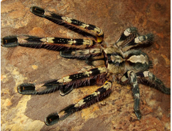 Poecilotheria fasciata