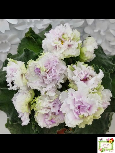 АВ-Свадебное Путешествие (Фиалковод) 2021 г. (лист посажен 03.11.25)