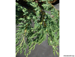 Можжевельник обыкновенный Мейер в сетке и мешковине готова к доставке - Красовский-Сад.рф
