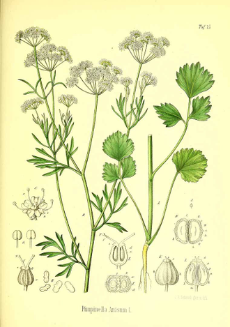 Анис обыкновенный (Pimpinella anisum) семена (5 мл) - 100% натуральное эфирное масло