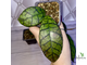 14/02/2025 hoya callistophylla No.2