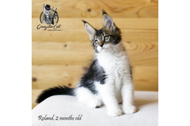 Волгоградский питомник Мейн кунов GangsterCat. Сайт: www.gangstercat.ru Тел: +7 (917) 335-09-66 (WhatsApp, Viber, Telegram), Татьяна.