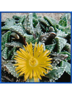 Faucaria tuberculosa