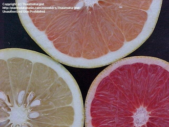 Грейпфрут розовый (Citrus paradisi) (цедра) 5 мл - 100% натуральное эфирное масло