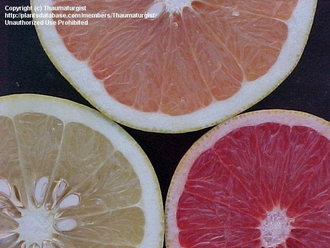 Грейпфрут розовый (Citrus paradisi) (цедра) Италия, 5 мл - 100% натуральное эфирное масло