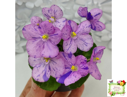 Shirl's Pip Squeak (S.Sanders) (лист посажен 28.01.26)