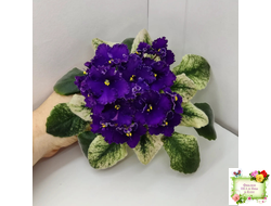 ЛЕ-Константин (Е. Лебецкая) 2019 г.