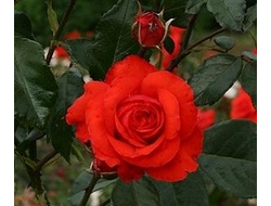 Салита, (Salita)  клаймбер.  Kordes