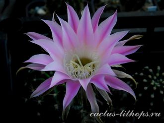 Echinopsis hybrid `Ave Maria` x Echinopsis hybr.- 5 семян